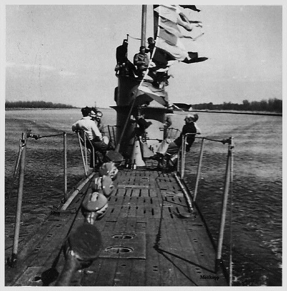 Trois lamas dans le désert en Bolivie.